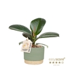 FICUS ELASTICA P7