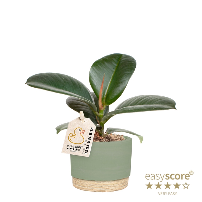 FICUS ELASTICA P7