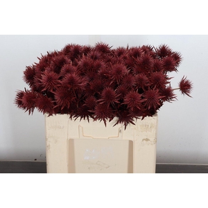 Eryn Ov Klb Bordeaux