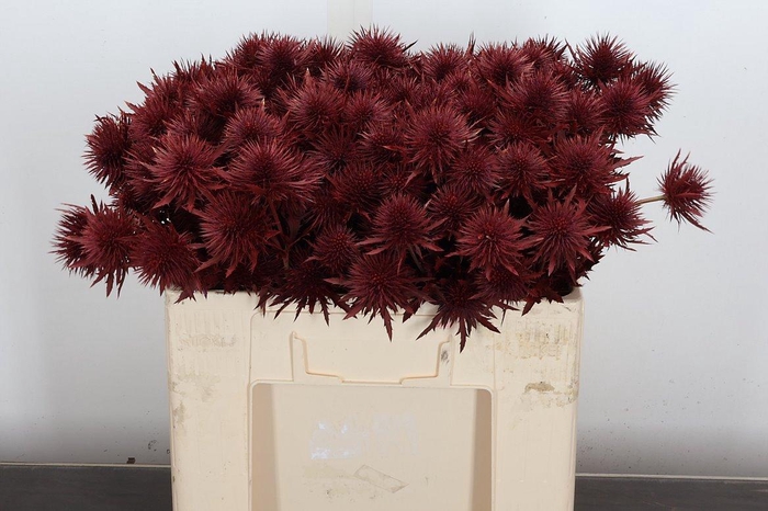 <h4>Eryn Ov Klb Bordeaux</h4>