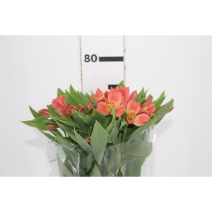 ALSTROEMERIA TROPICANA 080 CM