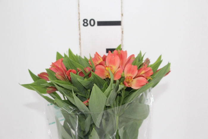 <h4>ALSTROEMERIA TROPICANA 080 CM</h4>