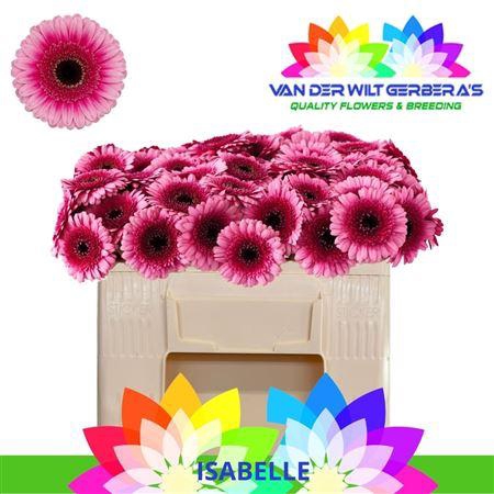 <h4>Ge Mi Isabelle</h4>