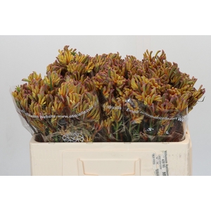 Anigozanthos Bush Blitz