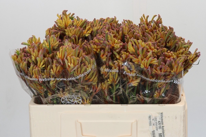 <h4>Anigozanthos Bush Blitz</h4>