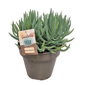 Senecio Mandraliscae