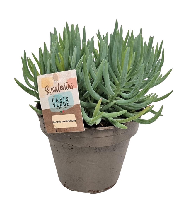 <h4>Senecio Mandraliscae</h4>