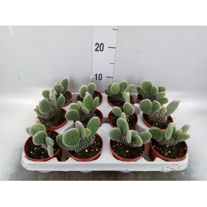 Opuntia microdasys 'Albispina'
