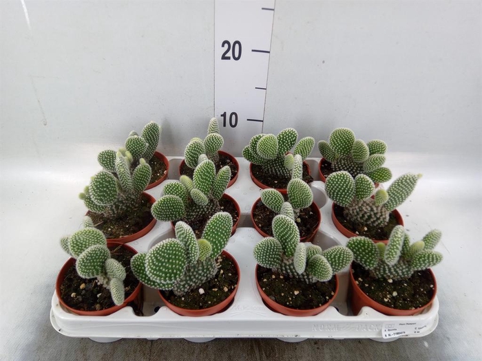 <h4>Opuntia microdasys 'Albispina'</h4>