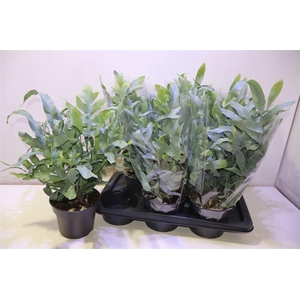 arr8 Phlebo A Blue Star