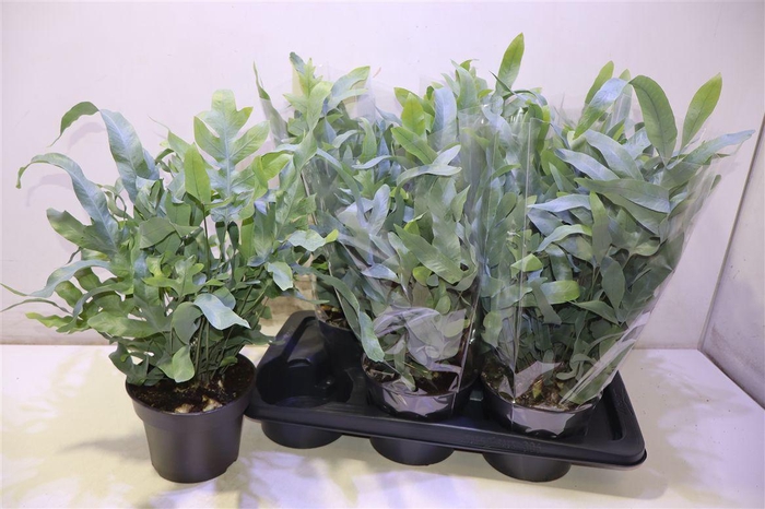 <h4>arr8 Phlebo A Blue Star</h4>