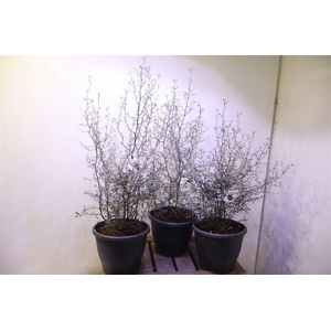 Corokia Cotoneaster