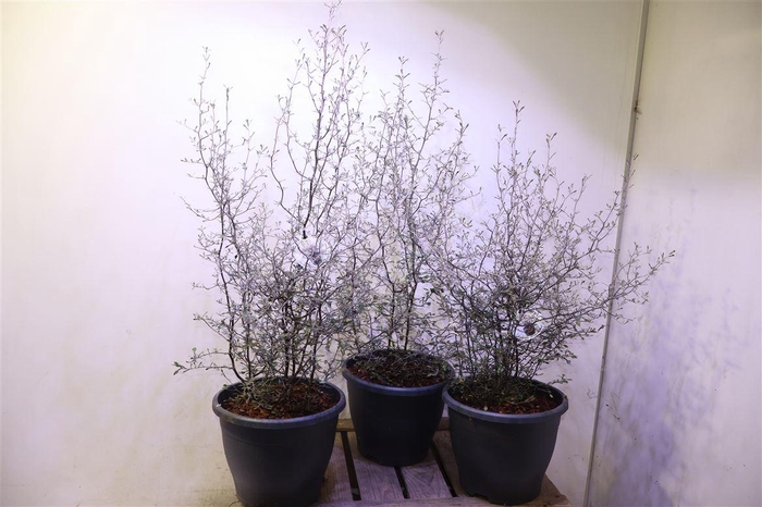 <h4>Corokia Cotoneaster</h4>
