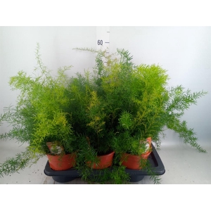Asparagus dens. 'Sprengeri'