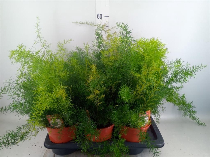 <h4>Asparagus dens. 'Sprengeri'</h4>