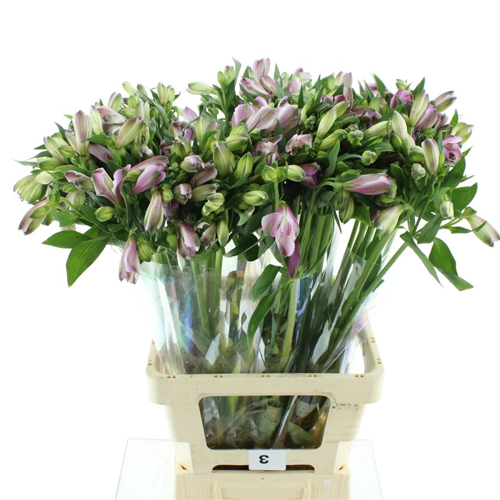 <h4>Alstr Fl Puple Street</h4>