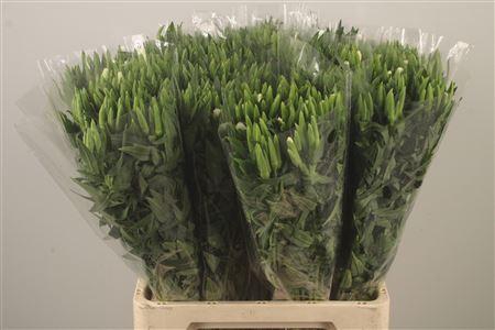 <h4>Clarkia Am Gr White</h4>