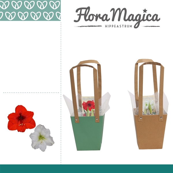 <h4>Hippeastrum Mix 2 Knop in Giftbag</h4>