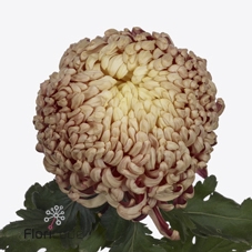 Chrys bl vienna copper