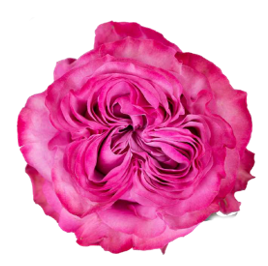 <h4>R Gr Country Blues Pink 50cm EC</h4>