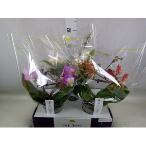 Phalaenopsis   ...mix