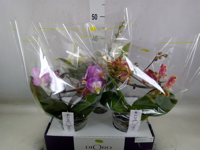 <h4>Phalaenopsis   ...mix</h4>