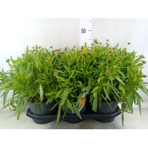 Coreopsis   ...