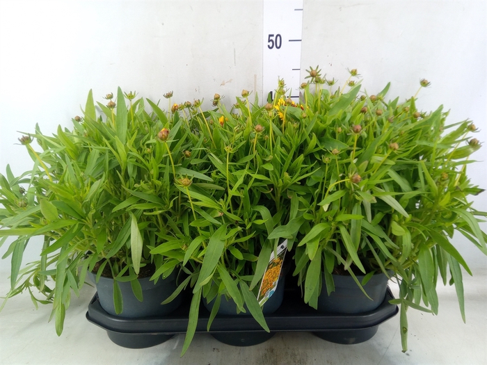 <h4>Coreopsis   ...</h4>