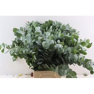 Euca Cinerea 65 Cm P Stem
