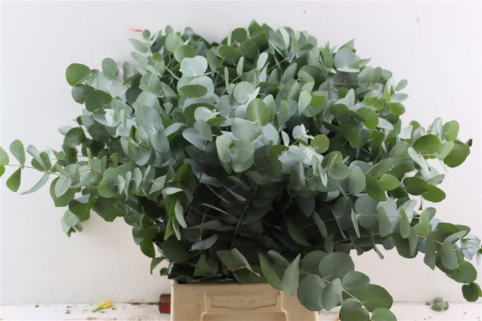 <h4>Euca Cinerea 65 Cm P Stem</h4>