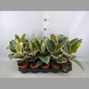 Ficus elastica 'Tineke'