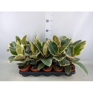 Ficus elastica 'Tineke'