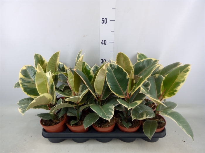 <h4>Ficus elastica 'Tineke'</h4>