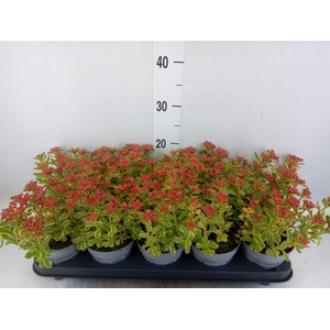 Sedum kamtschaticum 'Variegatum'