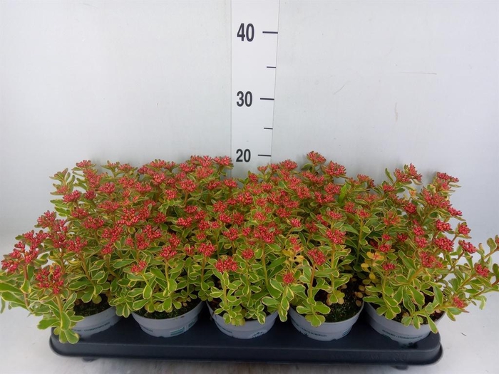 <h4>Sedum kamtschaticum 'Variegatum'</h4>