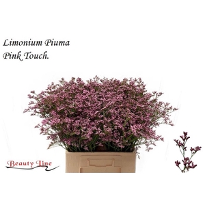 LIM PIUMA PINK TOUCH