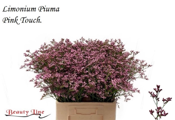 <h4>LIM PIUMA PINK TOUCH</h4>