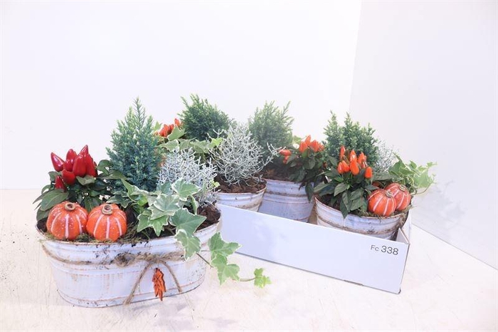 <h4>ARR TUINPLANTEN</h4>