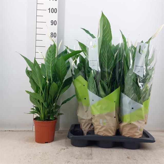 <h4>SPATH VIVALDI</h4>