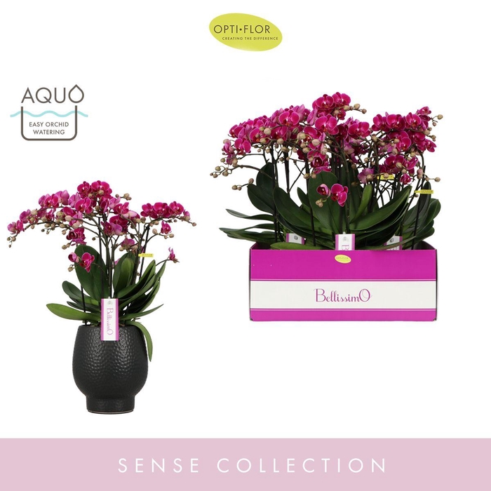 <h4>Bellissimo Amore in Abruzzo Black Aquo</h4>