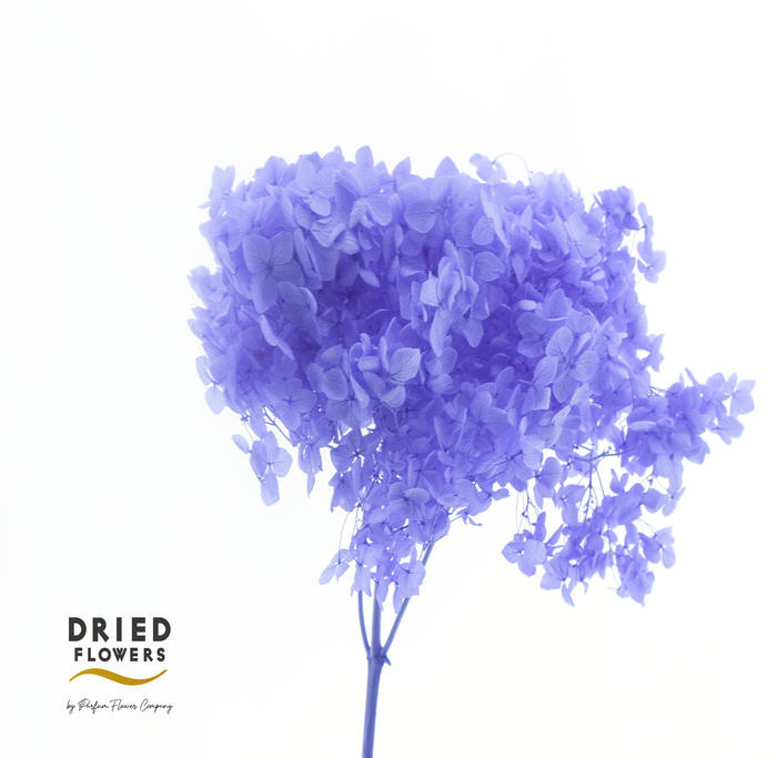 <h4>Dried Bleached Hydrangea Anna Bio Purple</h4>