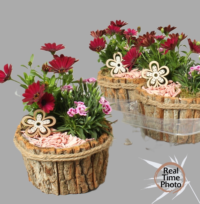 <h4>ARR TUINPLANTEN</h4>