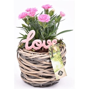 Wilg mand grijs 12cm