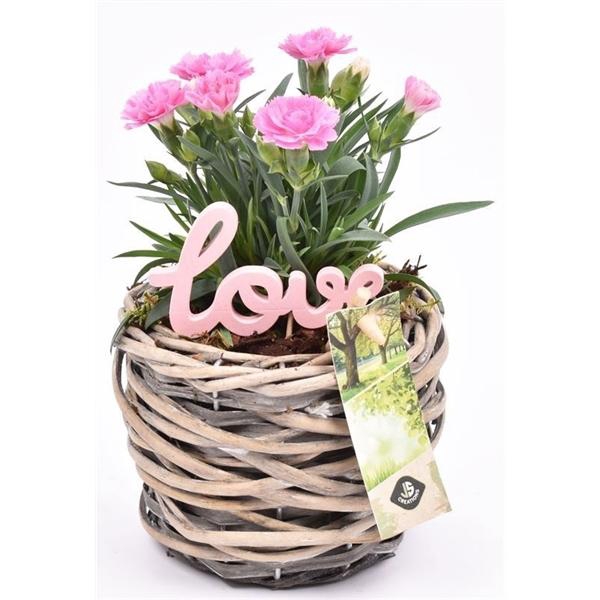 <h4>Wilg mand grijs 12cm</h4>