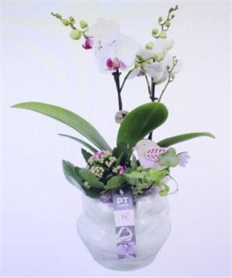 <h4>6520 Phal Wit Bubble</h4>