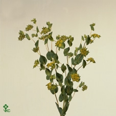 Bupleurum Gr Per Bos
