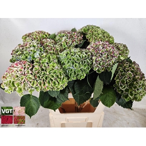 HORT MAG REVOLUTION CLASSIC