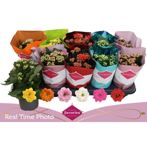 KAL GE PERF GEM 6 KL