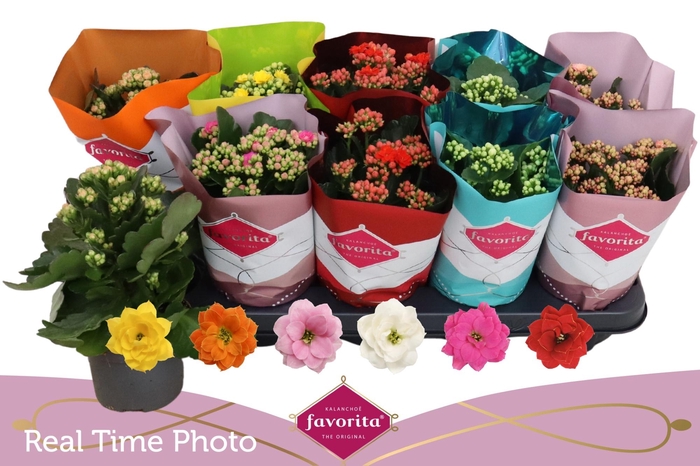 <h4>KAL GE PERF GEM 6 KL</h4>