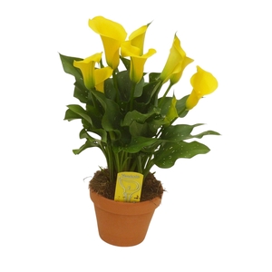 Zantedeschia Geel in stenen pot